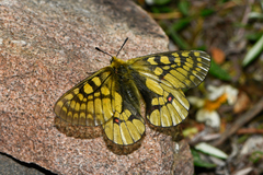 Parnassius eversmanni thor