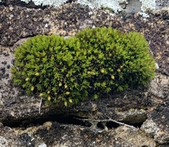 Ulota crispa