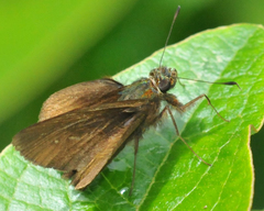 Haemactis