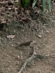 Turdus leucomelas
