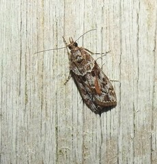 Eudonia submarginalis