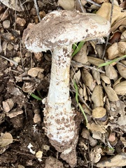 Amanita ocreata