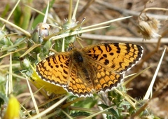Melitaea telona