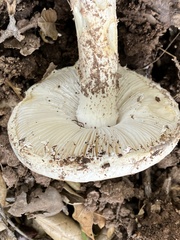 Amanita ocreata