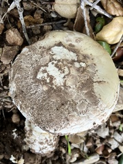 Amanita ocreata