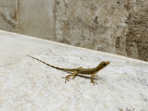 Anton's Anole