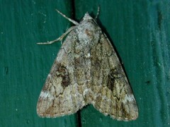 Catocala micronympha