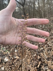 Perilla frutescens