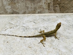 Anolis antonii