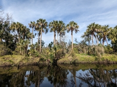 Sabal palmetto