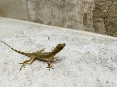 Anolis antonii