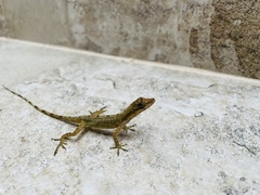 Anolis antonii