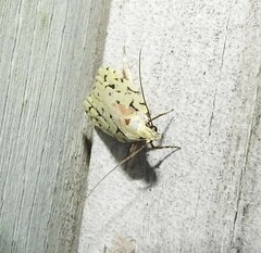 Izatha peroneanella
