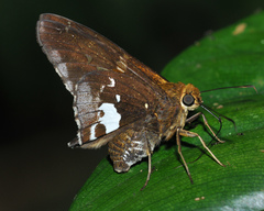 Epargyreus socus