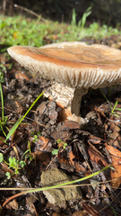 Amanita velosa