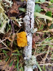 Tremella