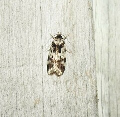 Barea confusella