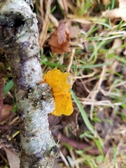Tremella