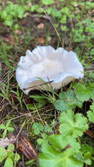 Sanicula crassicaulis