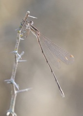 Lestes alacer