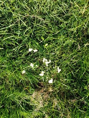 Arabidopsis arenosa arenosa