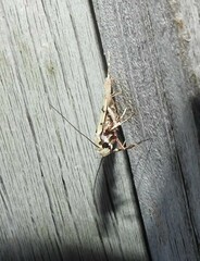 Izatha peroneanella