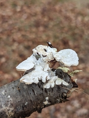 Trametes pubescens