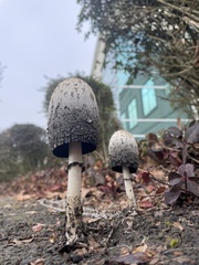 Coprinus