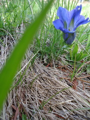 Gentiana acaulis