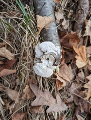 Trametes pubescens