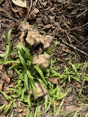 Agaricales