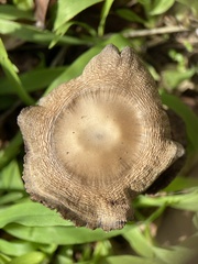 Agaricales