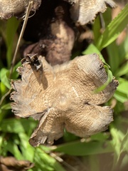 Agaricales