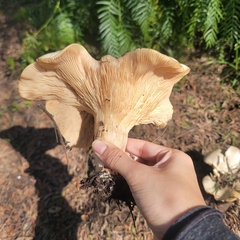 Clitocybe brunneocephala