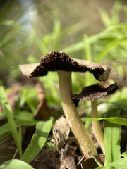 Agaricales