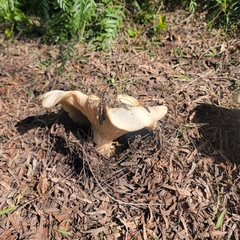 Clitocybe brunneocephala