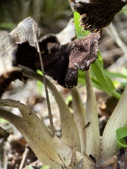 Agaricales