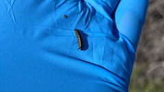 Trirhabda bacharidis