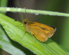 Corticea lysias