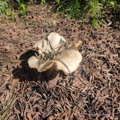 Clitocybe brunneocephala