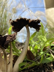 Agaricales