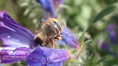 Eucera