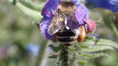 Eucera