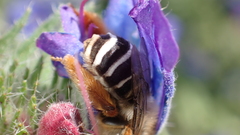 Eucera