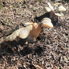 Clitocybe brunneocephala