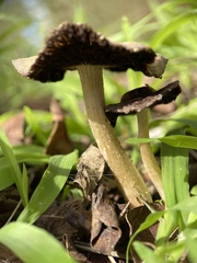 Agaricales