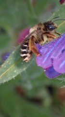 Eucera