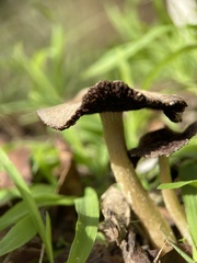 Agaricales