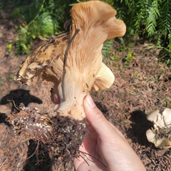 Clitocybe brunneocephala