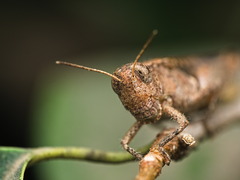 Abracris flavolineata